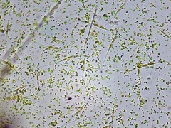 Nitzschia longissima