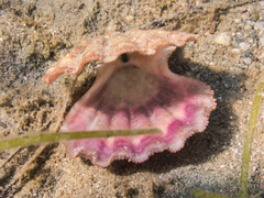 Manupecten pesfelis