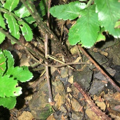 Bolbitis appendiculata