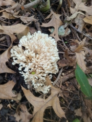 Sebacina schweinitzii