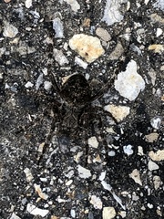 Araneus