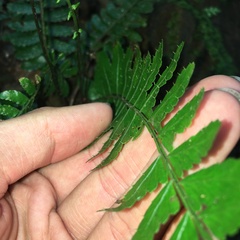 Bolbitis appendiculata