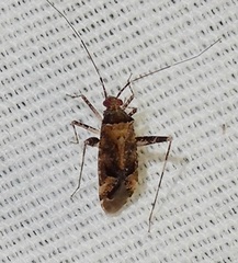 Phytocoris eximius