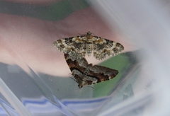 Eupithecia pulchellata
