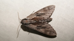 Sphinx maurorum