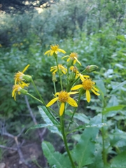 Senecio triangularis