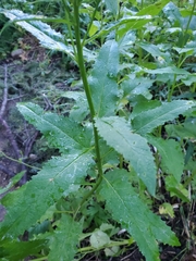 Senecio triangularis