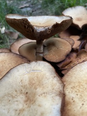Paxillus involutus