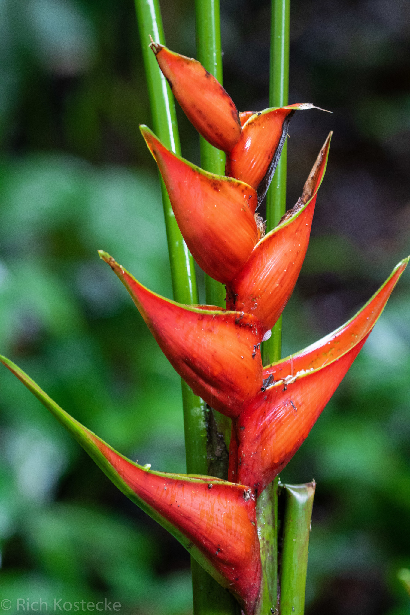 Heliconia stricta