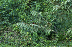 Ramphocelus dimidiatus