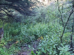 Senecio triangularis