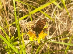 Boloria dia