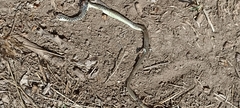 Hierophis viridiflavus