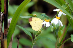 Eurema blanda