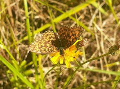 Boloria dia