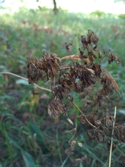 Thalictrum aquilegiifolium