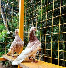 Columbidae