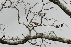 Edolisoma schisticeps