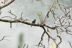 Edolisoma schisticeps