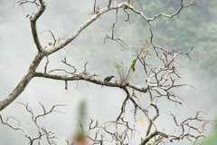 Edolisoma schisticeps