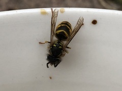 Vespula vulgaris