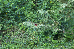 Ramphocelus dimidiatus