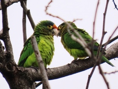 Eupsittula canicularis