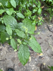 Achyranthes japonica