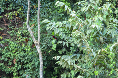 Ramphocelus dimidiatus