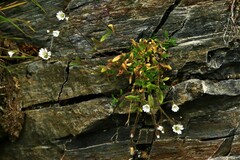 Cerastium alpinum