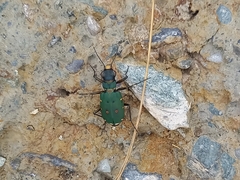 Cicindela campestris