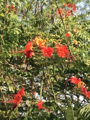 Caesalpinia