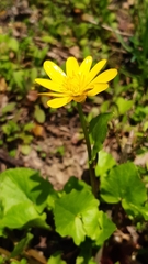 Ficaria verna