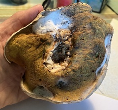 Boletus barrowsii