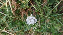 Armeria pubinervis