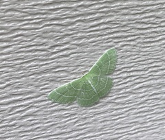Synchlora aerata