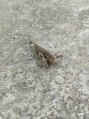 Antaxius spinibrachius