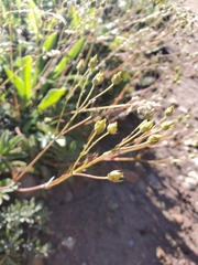 Potentilla pulcherrima