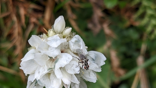 Image of Armeria pubinervis by (c) Javier Eusamio, some rights reserved (CC BY)