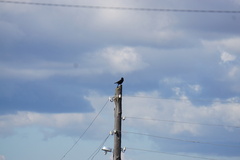 Corvus corone