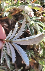Potentilla pulcherrima