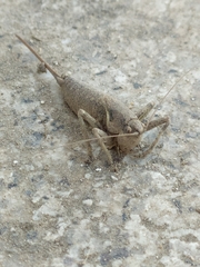 Antaxius spinibrachius