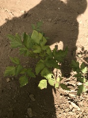 Rubus spectabilis