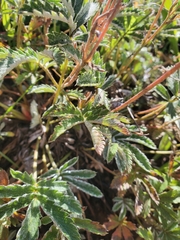Potentilla pulcherrima