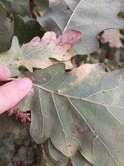 Neuroterus anthracinus