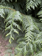 Chamaecyparis lawsoniana