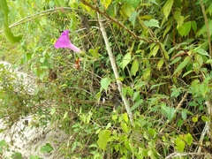 Ipomoea silvicola