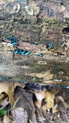 Chlorociboria aeruginascens