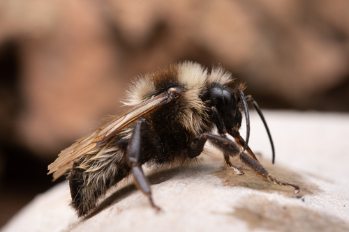 Field Cuckoo Bumble bee, 8426 Appelscha, Nederland, photo 8 of 10
