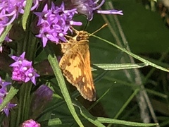 Polites peckius